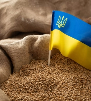 Чому Європа боїться українського зерна (відео)
