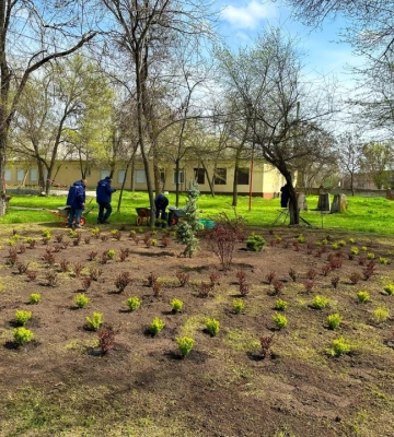 Майбутня фотозона: у парках Дніпра висадили лаванду, барбарис та блакитні ялинки