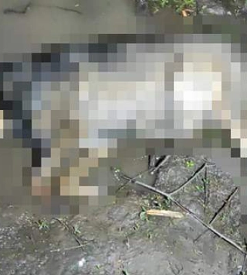 У Харкові невідомі жорстоко вбили тварину: поліція просить допомогти знайти злочинців