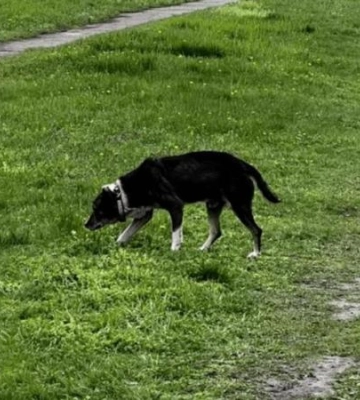 На Дніпропетровщині з каналізаційного люку врятували безпритульного собаку
