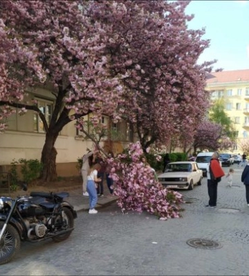 В Ужгороді  дівчата, які дуже інтеснивно фотографувалися біля сакури, зламали  дерево