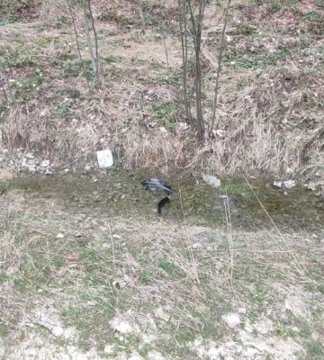 На Львівщині загинув мотоцикліст