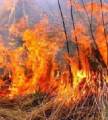 В Ужгороді за вихідні шість разів загрівся сухостій