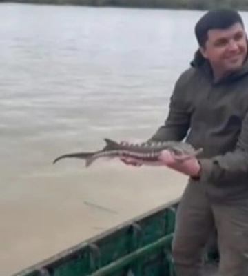«Відпусти мене у воду, я тобі ще знадоблюся»: у Одеському рибпатрулі показали, як звільнюють червонокнижну рибу з промислових&amp;hellip;