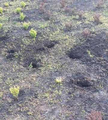 Понівечили клумбу: в одному з парків Дніпра вкрали кущі квітів