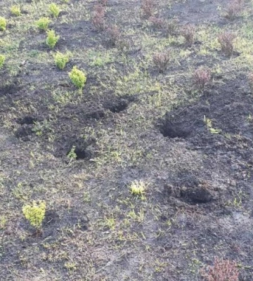 Фотозона поки що скасовується: вандали вкрали з парку у Дніпрі свіжовисаджені рослини