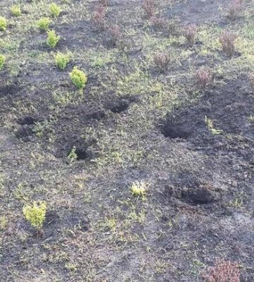 У Дніпрі в парку вандали вкрали нещодавно посаджені кущі барбарису