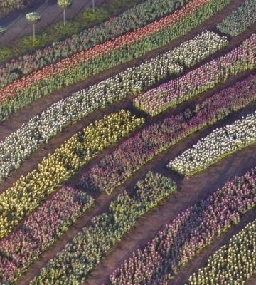 Природа тріумфує. У Добропарку під Києвом відкривається сезон тюльпанів