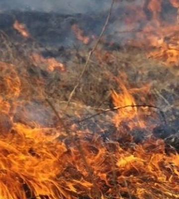 В Ужгороді за вихідні шість разів горів сухостій