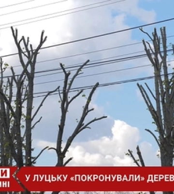 «Обрізали не 30% гілок, а всі 60%»: лучани обурені кронуванням дерев у місті (відео)