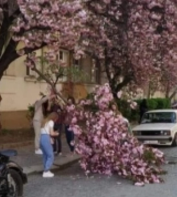 В Ужгороді туристи зламали сакуру, аби зробити фото