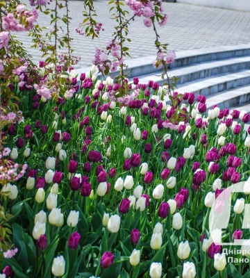 В Дніпрі у парку Шевченка з&#039;явилася нова фотозона серед сакур та сотень тюльпанів 