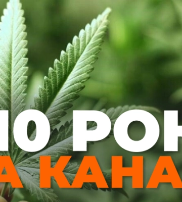 На Житомирщині наркоагроном отримав 10 років ув’язнення