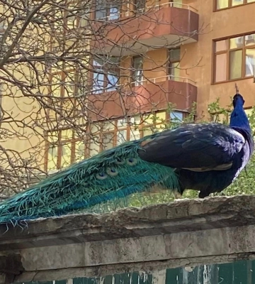 В центре Киева среди многоэтажек живут экзотические птицы. Фото и видео