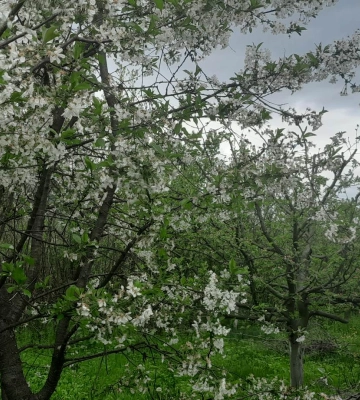 Скільки коштує на Закарпатті засадити сад