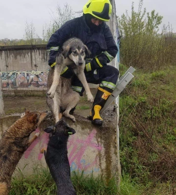 На Млинівській врятували собаку