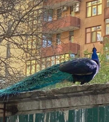 Красиві та гучно співають: у Києві помітили екзотичних птахів, фото