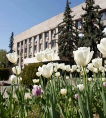 Понад 40 тисяч тюльпанів прикрашають клумби та зелені зони Ужгорода