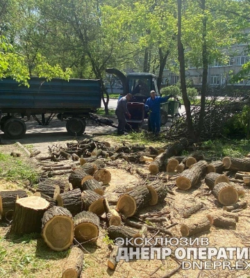 У Дніпрі на Антоновича прибрали аварійні дерева: відео