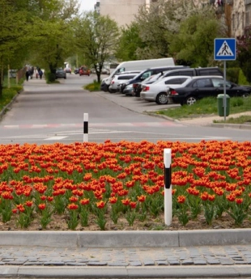 Не только сакуры и магнолии: в Сети показали расцветшие улицы Ужгорода