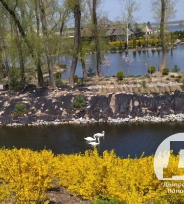 В Дніпрі у парку Яхт-клубу &quot;Січ&quot; помітили любовний трикутник лебедів 