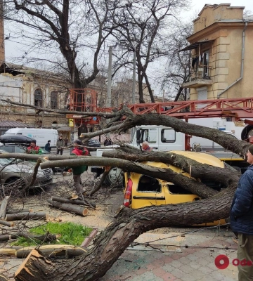 В центре Одессы ветер повалил дерево на два автомобиля