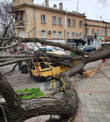У центрі Одеси вітер повалив дерево на два автомобілі