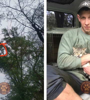 У Харкові з висоти сьомого поверху зняли вагітну кішку (відео)