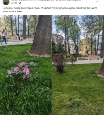 Вандали викопують квіти і дерева з чернівецьких парків