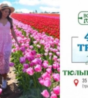Невдовзі відкриється фестиваль «Волинська Голландія»