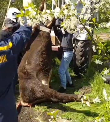 На Сумщині рятувальники дістали корову з 5-метрового колодязя
