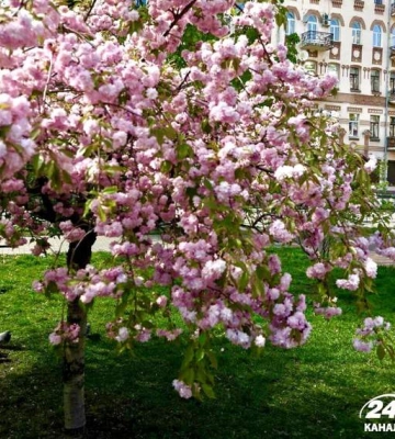 Столица – в цвету сакуры: фантастический фоторепортаж из Киева