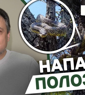 Самая большая змея Днепропетровщины: почему каспийский полоз нападает на человека (Видео)