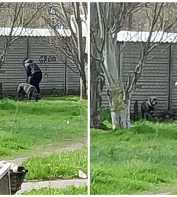 У Дніпрі собака породи Кане-корсо ледь не напала на дитину