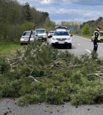 Поблизу Костополя дерево впало на проїжджу частину