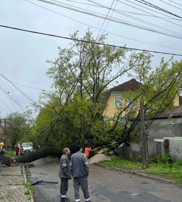 Ледь не розчавило собаку та автівку: у Дніпрі величезне дерево впало на подвір’я приватного будинку