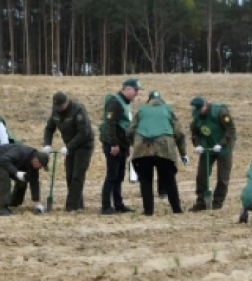 На Рівненщині пошкоджені видобуванням бурштину ділянки засаджують деревами
