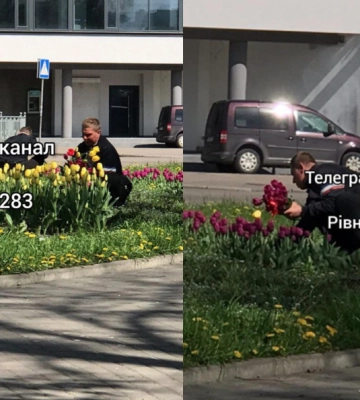 Рівняни зафіксували, як чоловіки зривають з клумб тюльпани