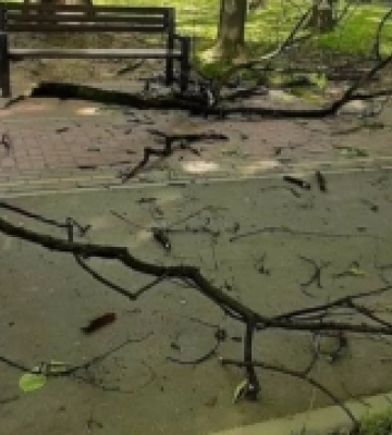 Внаслідок падіння гілки в Ужгороді травмувалась людина