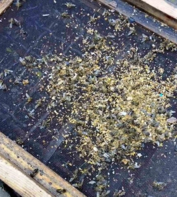 У громаді на півдні Одещини загинули бджоли: як комах міг врятувати Вайбер