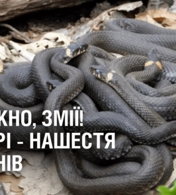 ОБЕРЕЖНО, ЗМІЇ! У Дніпрі – нашестя плазунів