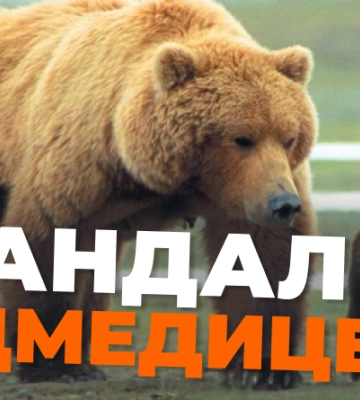 У ДПСУ розпочали службове розслідування за фактом вбивства ведмедиці на Закарпатті
