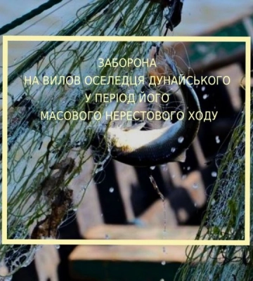 На Одещині заборонили вилов дунайського оселедця