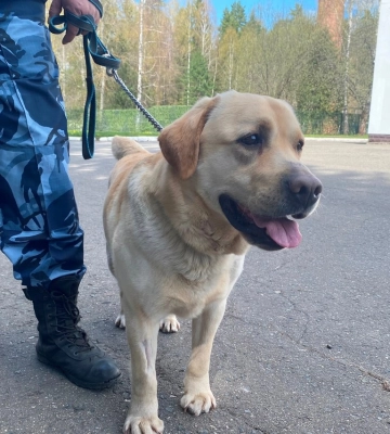На окупованих територіях загарбники посилюють контррозвідувальний та поліцейський режими, - Генштаб 