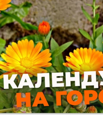 Чому треба садити календулу на городі: відповідь дачників