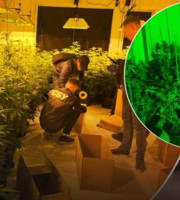Айтішник облаштував вдома плантацію коноплі: виростив 800 кущів