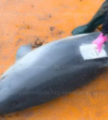 Ученый: только в апреле в Черном море обнаружили более сотни погибших из-за войны дельфинов