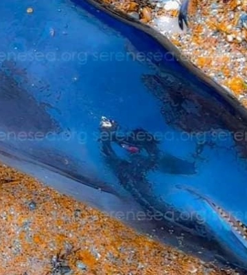 В Черном море фиксируют рекордное количество мертвых дельфинов