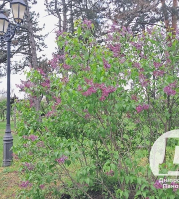 Розквітає бузок. Де у Дніпрі є ціла алея духм&#039;яних кущів