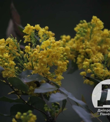 У Дніпрі помічено екзотичний кущ: чим відома магонія падуболістна 